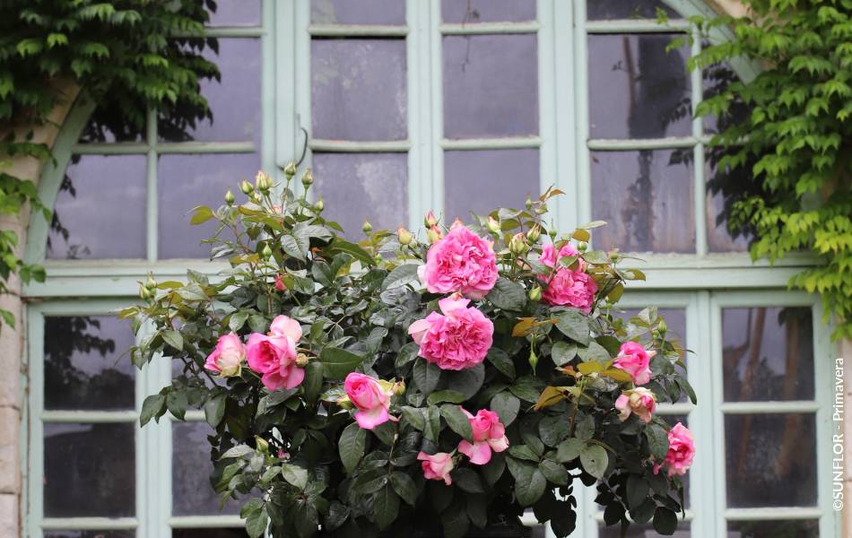 ©SUNFLOR - Primavera